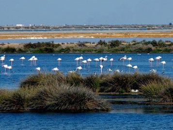 Noticia de Politica 24h: Izquierda Abierta Andaluca y Primavera Andaluza, apoyan las concentraciones contra la industria del gas en Doana