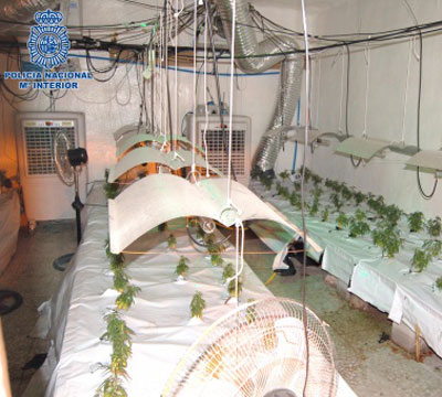 La Polica Nacional desmantela en Andjar un cultivo y un sofisticado laboratorio de secado con ms de 900 plantas de marihuana