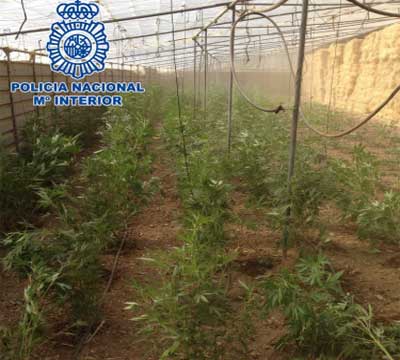 Noticia de Politica 24h: La Polica Nacional interviene 2.300 plantas de marihuana